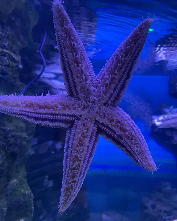 морская звезда в крокус сити океанариум