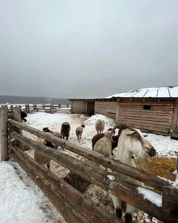 козы и овечки в этнопарке Кочевник Московская область