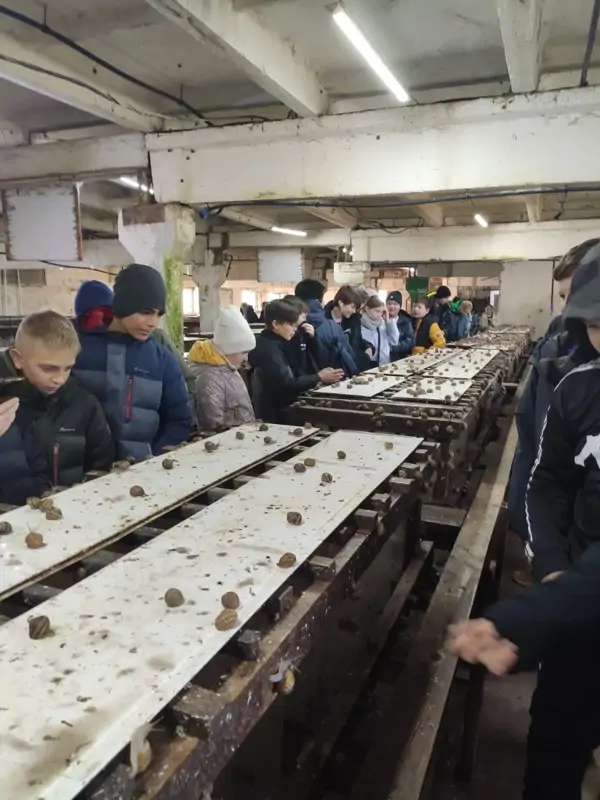 улитки на крокодиловой ферме в коломне
